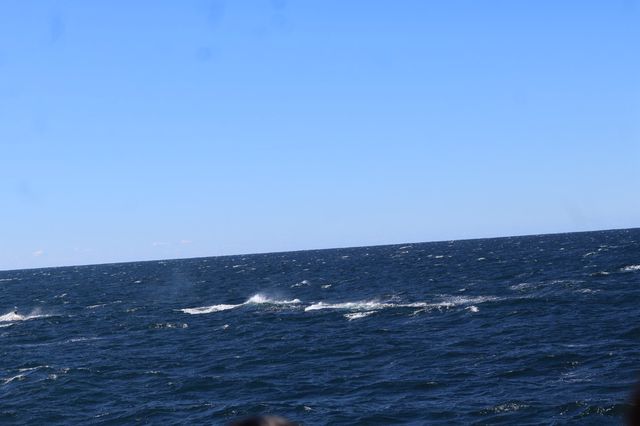 Walking with whales, how fortunate indeed👏