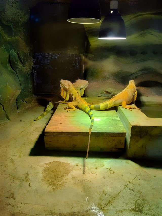 秦嶺野生動物園。