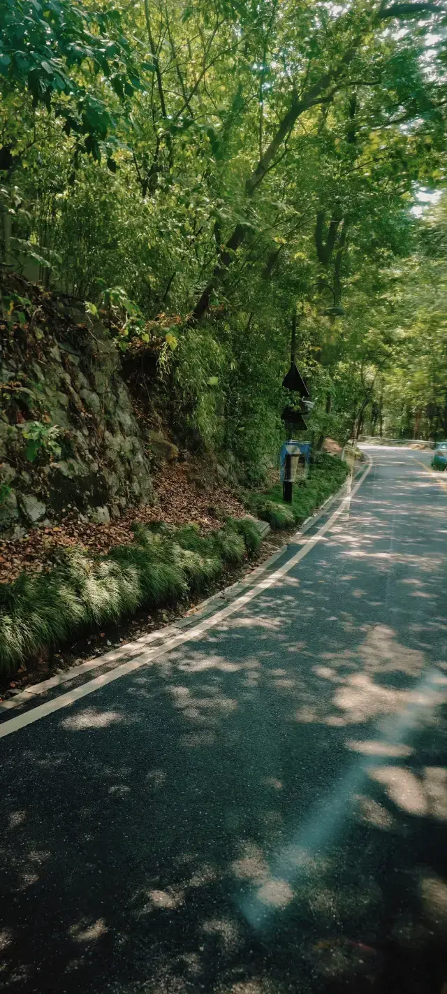 Autumn Cycling in Hangzhou | Explore Longjing and Find the Joy of Nature.