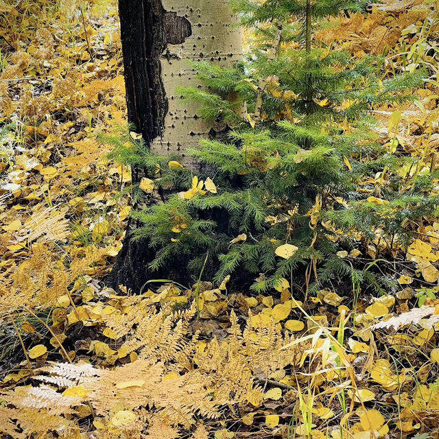 Colorado Fall Colors 