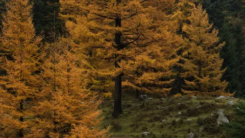 The Heleping in autumn is so beautiful that it takes your breath away. It's not the Heleping in Xinjiang that everyone talks about.  — traveler post in Wuzhai