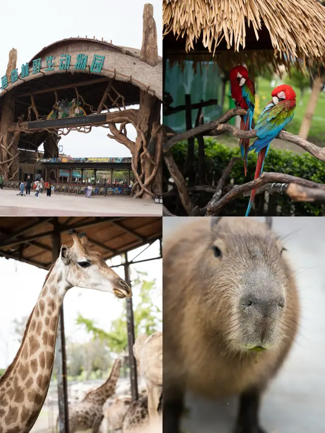 Don't know where to take the kids? Feed capybaras at Nantong Forest Zoo!