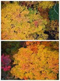 丹東鳳城鳳凰山，秋賞紅葉漫山遍野，層林盡染色彩斑斕。