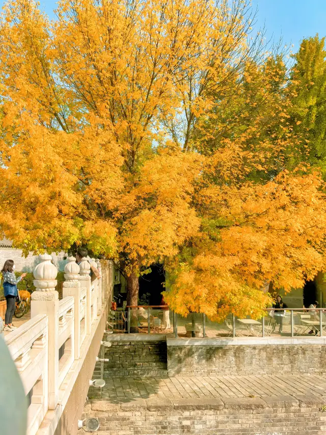 베이징 10월 가을 풍경, 이곳들이 가을 정취로 가득합니다.