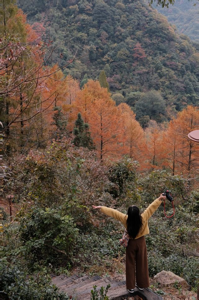 11.9金錢松徒步｜最後一批秋景讓我趕上了。