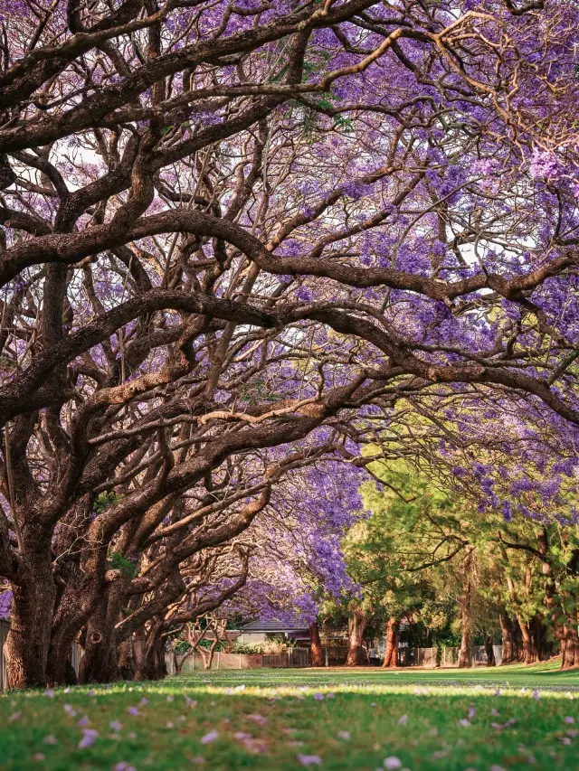 Sydney's Jacaranda Season is Here Again!