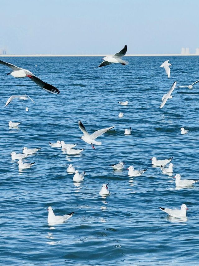 天津冬季浪漫海邊看日出餵海鷗2日遊攻略。