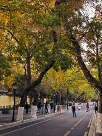 實地探訪初秋的南京頤和路（11月23日）。