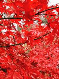 東京賞紅葉｜可能99%的人都不知道在這裡。