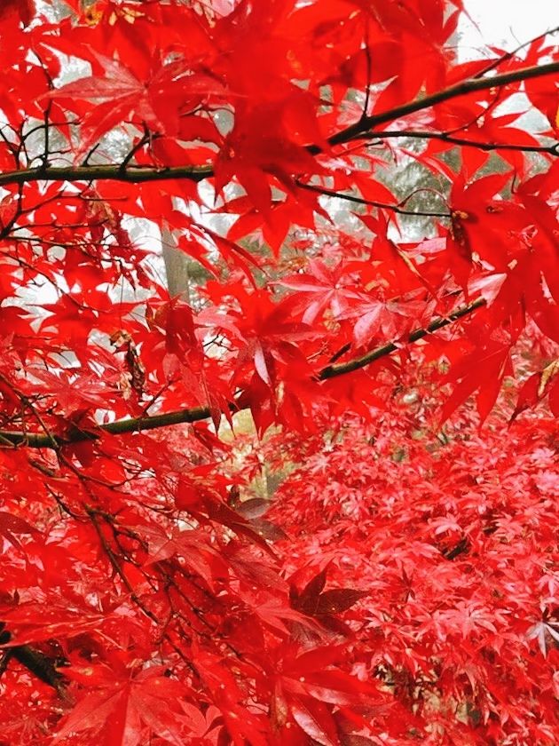 東京賞紅葉｜可能99%的人都不知道在這裡。