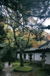 紅葉還未全盛，雨天也等不及飛到京都。