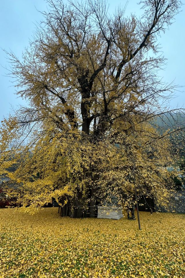 古觀音禪寺|人潮落幕後的寧靜古樸