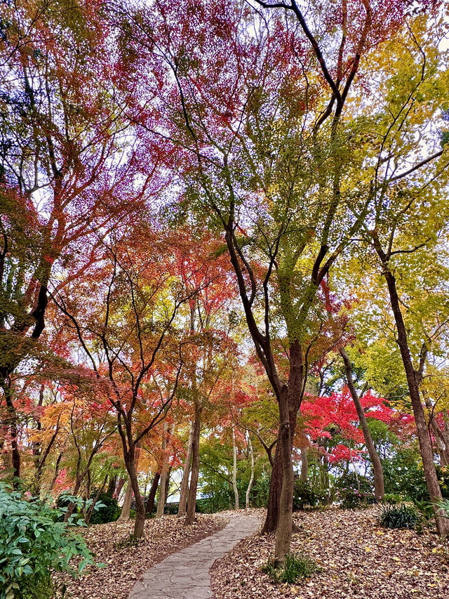 比起棲霞山，我更愛這個楓葉紅人極少的小眾旅行地