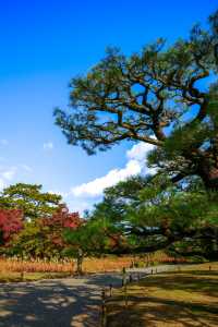 秋韻松風｜漫步栗林公園的紅葉下