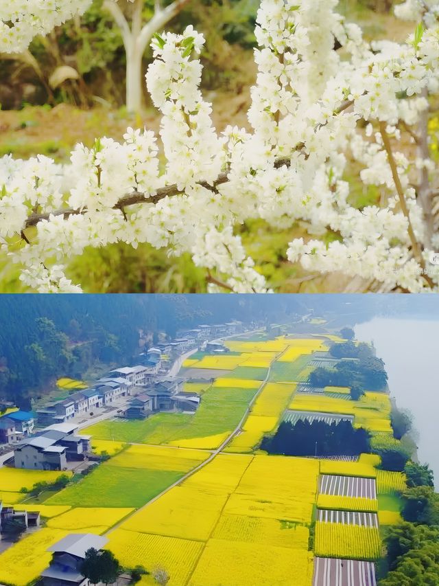 探秘蒼溪梨文化博覽園，品味千年梨韻