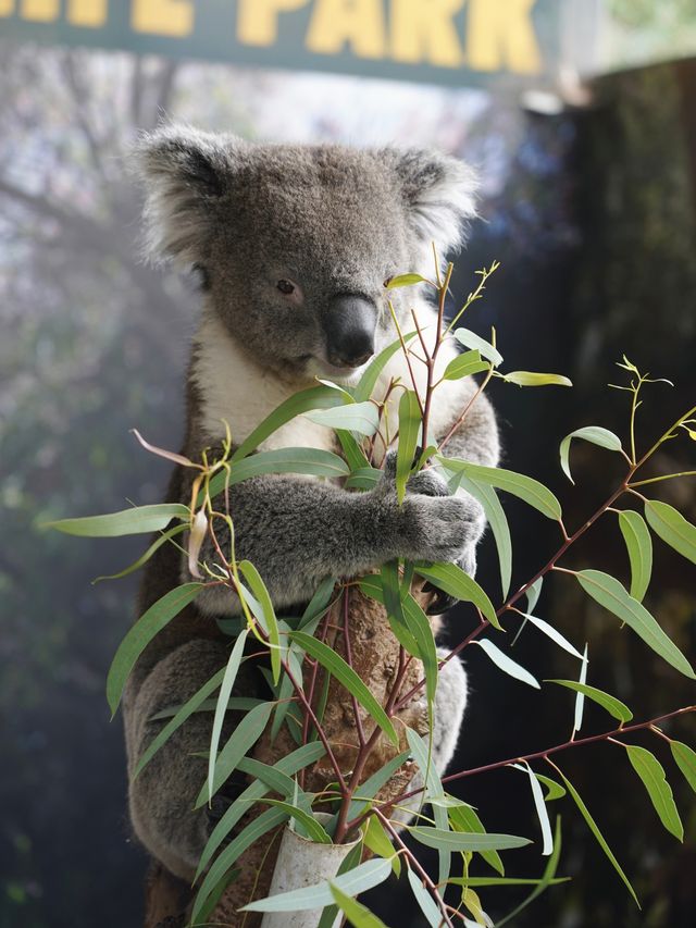 打卡澳大利亞考拉王國：凱維森動物園