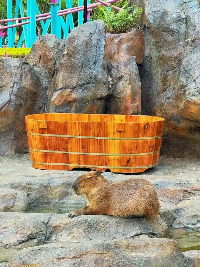 上海野生動物園