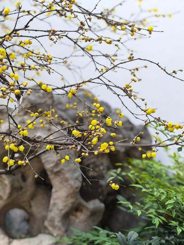 瞻園臘梅|江南無所有，聊贈一枝春