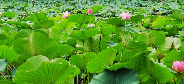 集安•蓮花公園