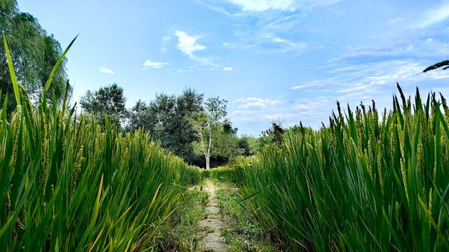 北坞公園的夏天，真美！
