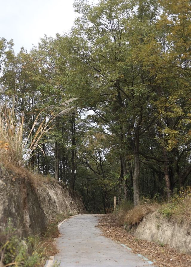 我推薦成都這條絕美的山頂觀景步道