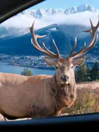 Queenstown Deer park in New Zealand😍❤️