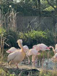 Visit London Zoo in Winter for a Unique Experience