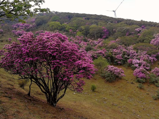 鶴慶馬耳山，花的海洋