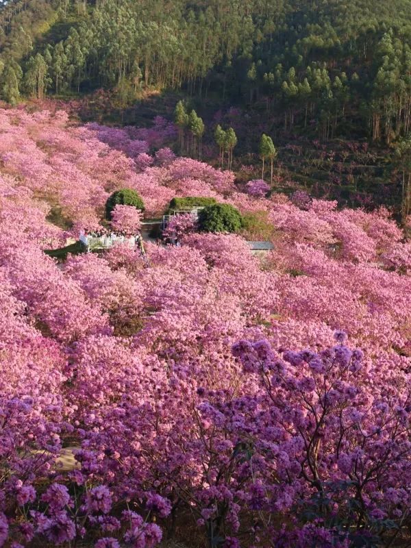江門綠美生態園：广东最美的粉色花海❗️最佳观赏期❗️