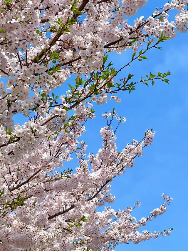 Jeju Island Spring Flower Viewing Guide: A Wonderful Journey of Cherry Blossoms and Rapeseed Flowers