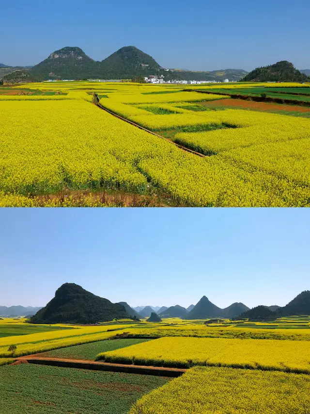 羅平油菜花 | 兩天一夜浪漫追花攻略