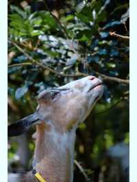 東坪山徒步，邂逅小動物的自然家園