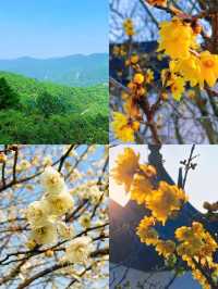 蘇州西山島來山里一起賞花踏春擁抱大自然