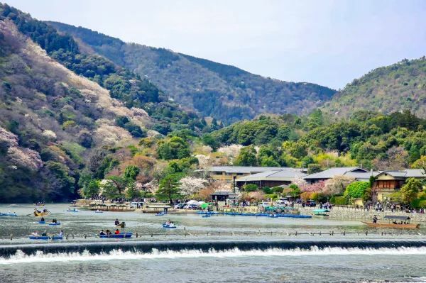 春の嵐山・渡月橋での桜体験