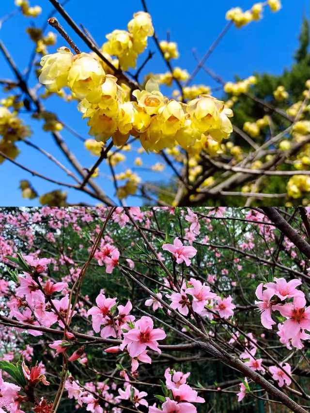杭州超山，賞梅嘅聖地。