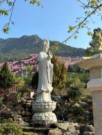 廣東梅州陰那山｜春日快奔赴一場浪漫花約