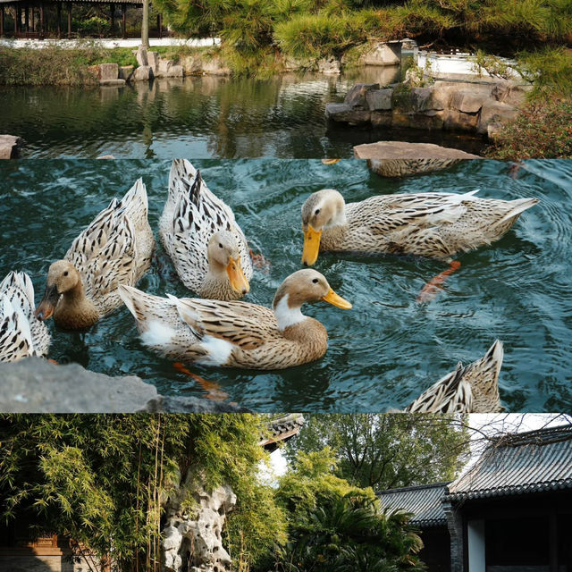 🌸台北限定 | 善導寺的櫻花季浪漫