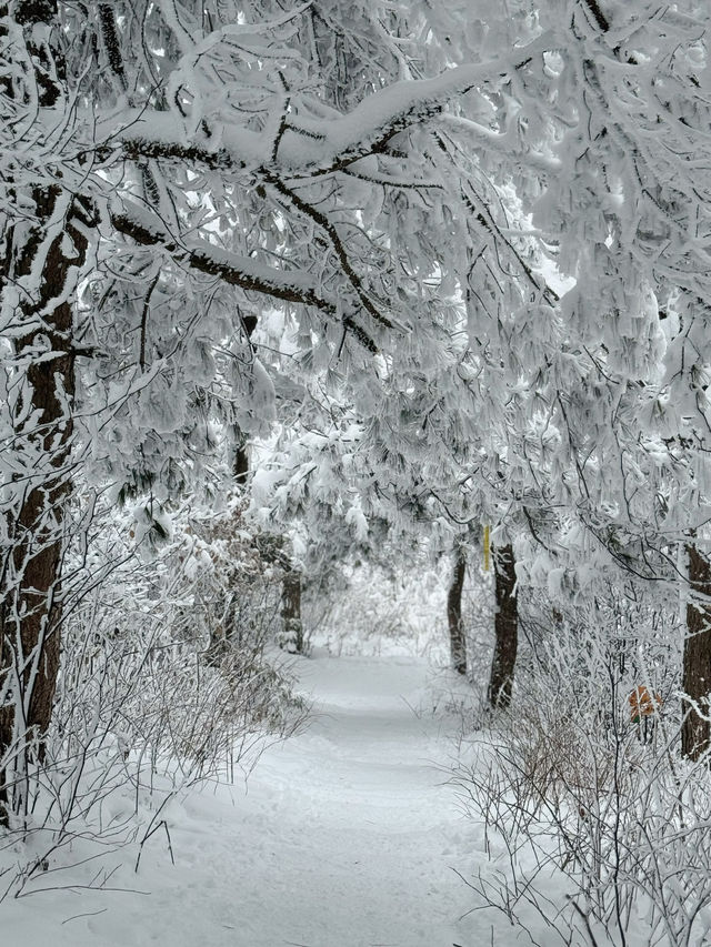暢遊浙西「小雪山」——太子尖雪景