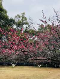 長沙 | 湖南省植物園賞花指南