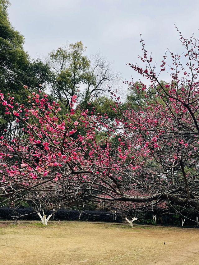 長沙 | 湖南省植物園賞花指南
