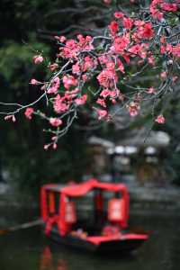 成都棠湖公園｜海棠花即將迎來最佳觀賞期！