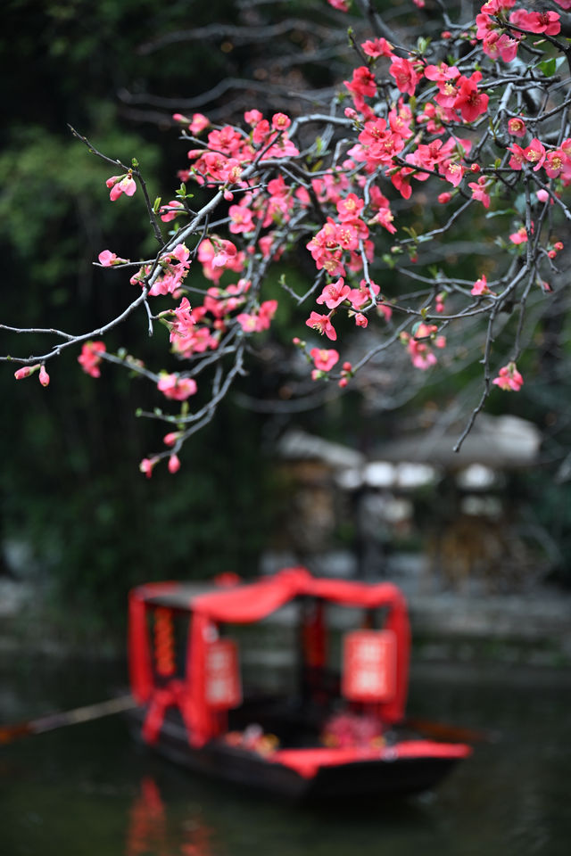 成都棠湖公園｜海棠花即將迎來最佳觀賞期！