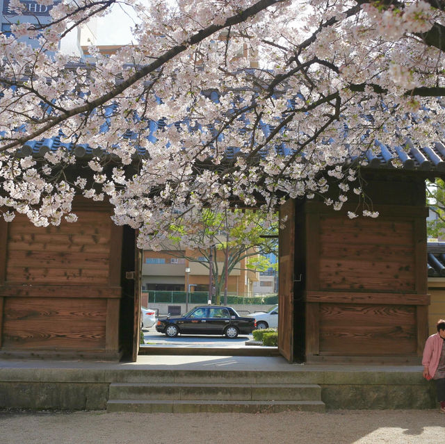 🌸博多東長寺的櫻花，是今年最難忘的詩篇