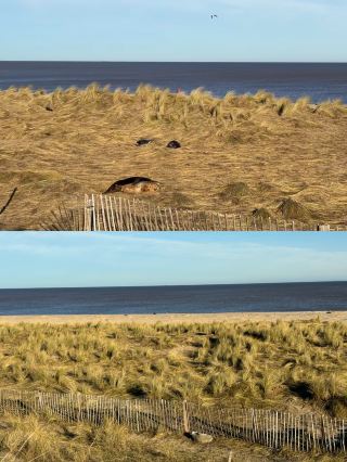 Let's go to Great Yarmouth to see baby seals