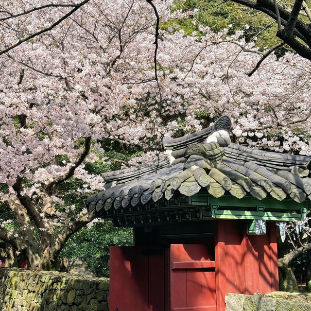 濟州島賞櫻花，🌸這棵樹贏麻了！！！！