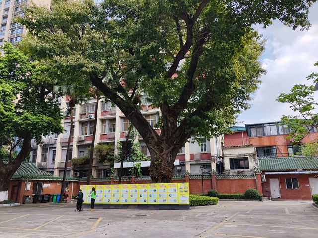 花城賞花·孫中山文獻館邂逅最美玉蘭