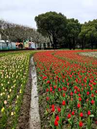 在上海的公園裡遇見了鬱金香花海，彷彿置身荷蘭