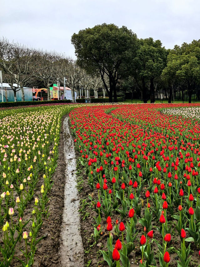在上海的公園裡遇見了鬱金香花海，彷彿置身荷蘭