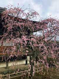 日本6日長者遊 悠閒玩樂不重樣
