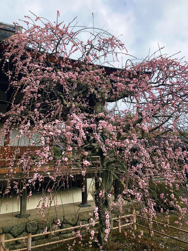 日本6日長者遊 悠閒玩樂不重樣